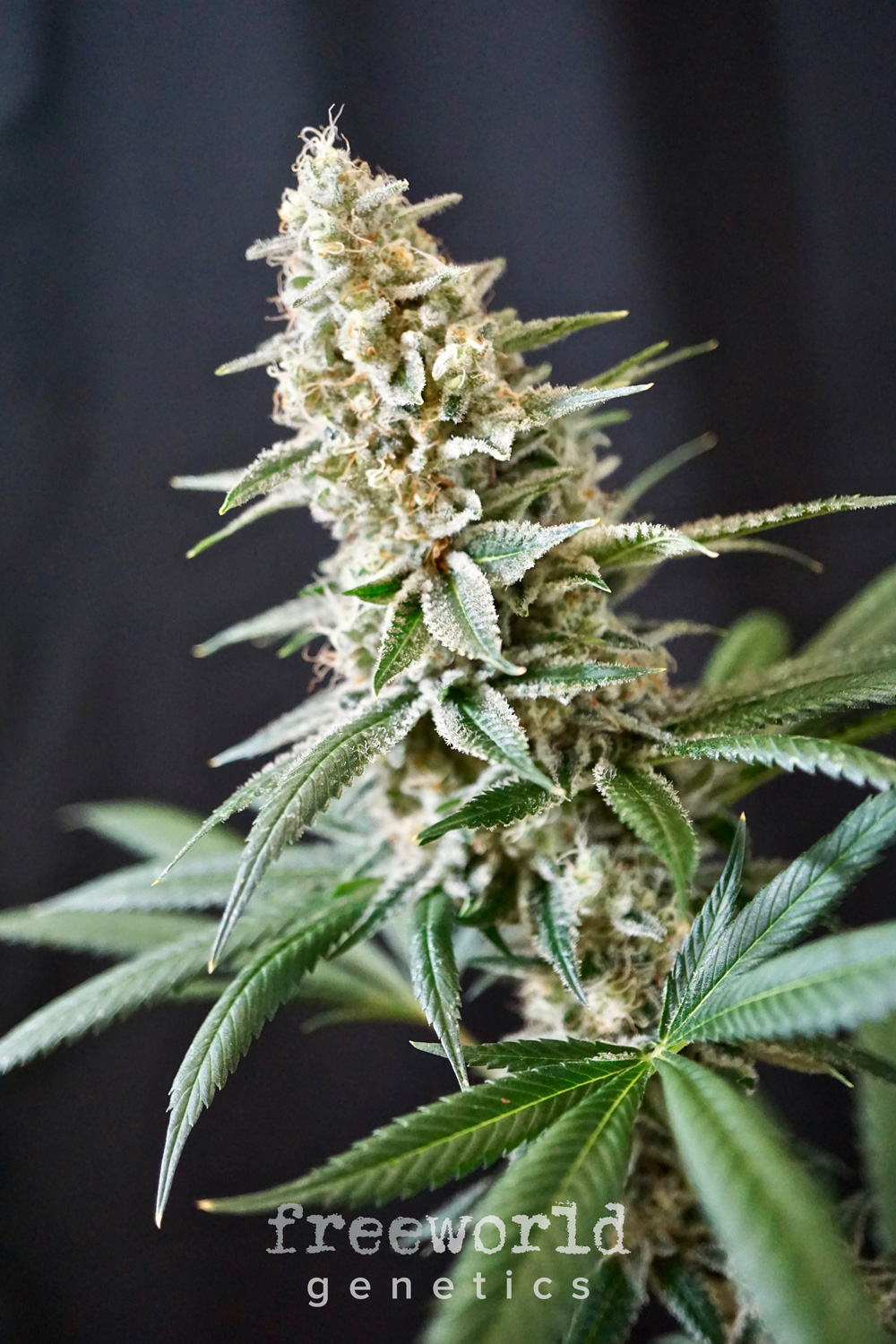 Starfire Cream Feminized Cannabis Seeds