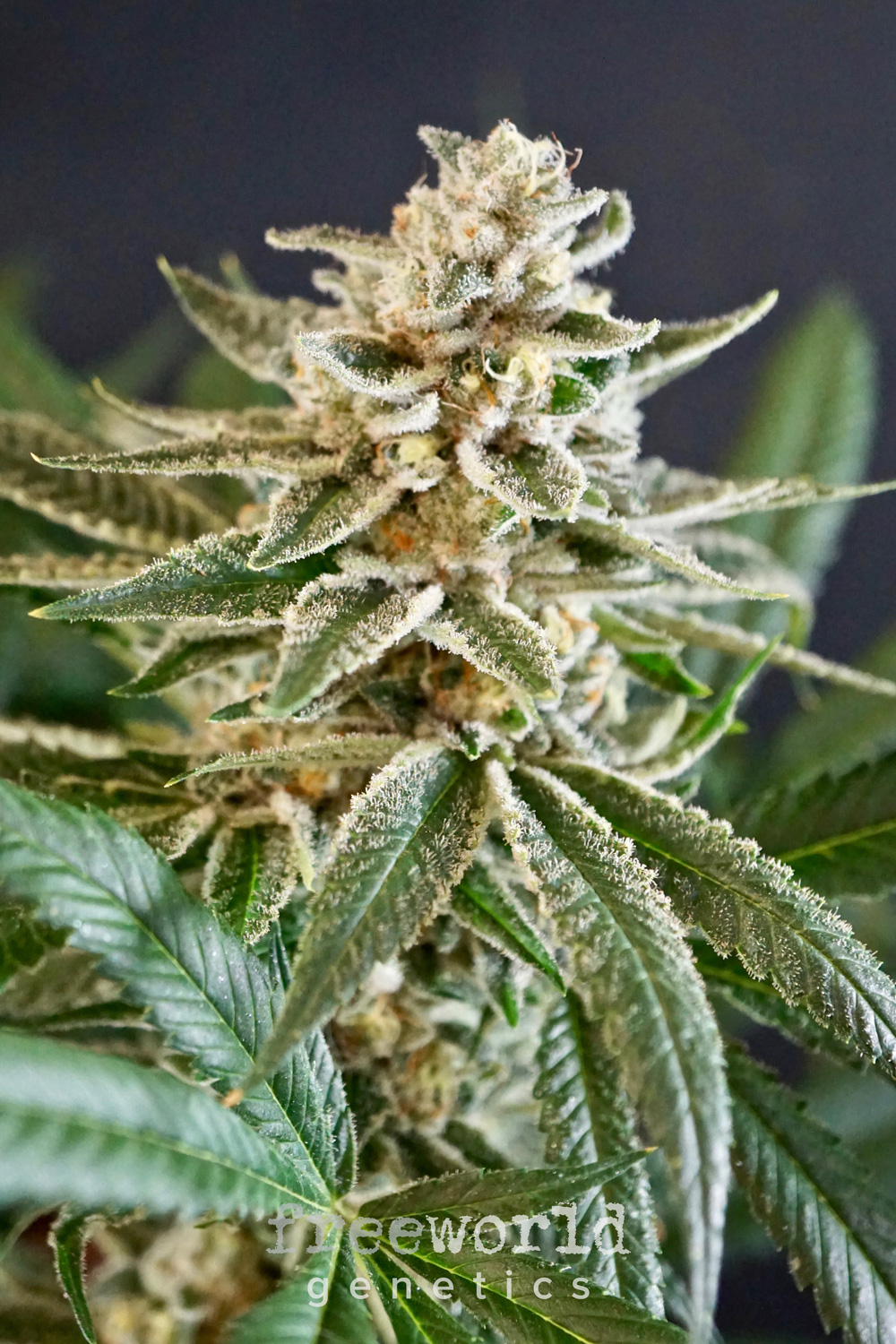 Starfire Cream Feminized Cannabis Seeds